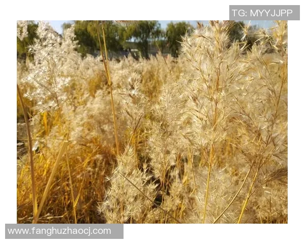 与刘娜畅谈排球生涯的点滴回忆与成长之路 与刘娜畅谈排球生涯的点滴回忆与成长之路